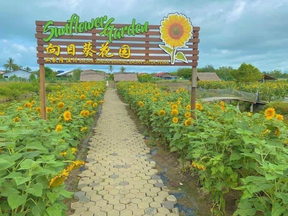 Ladang Bunga Matahari