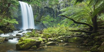 Baru Masuk Hutan? Tips Kepada Newbies Nak Belajar Berkhemah Di Dalam Hutan.